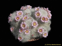 Mammillaria ascensionis 623